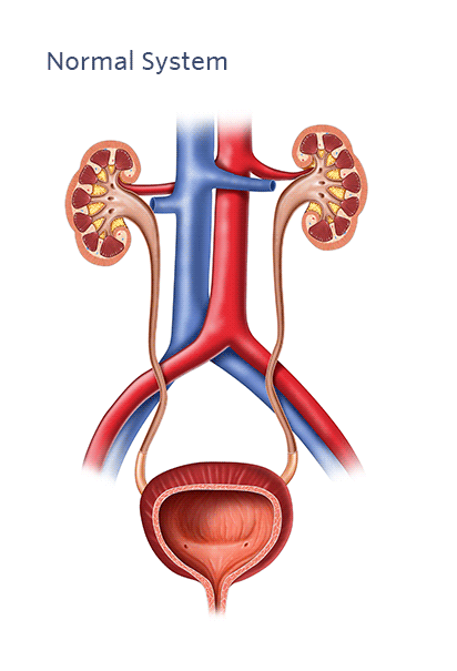 can-constipation-cause-frequent-urination-austin-urology-institute